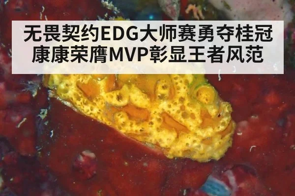 无畏契约EDG大师赛勇夺桂冠 康康荣膺MVP彰显王者风范
